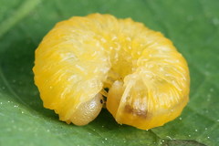 Periclista lineolata