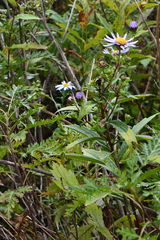 Aster maackii