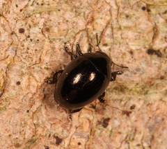Oomorphus concolor
