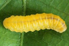 Periclista lineolata