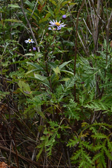 Aster maackii