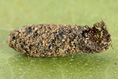 Periclista lineolata