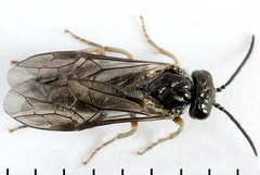 Periclista lineolata