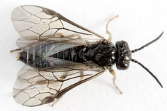 Periclista lineolata