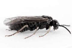 Periclista lineolata