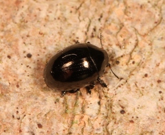 Oomorphus concolor