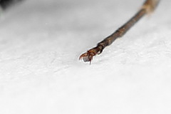 Periclista lineolata