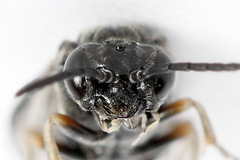 Periclista lineolata