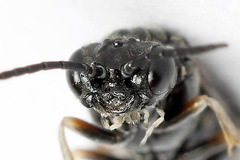 Periclista lineolata