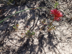 Lampranthus stenopetalus