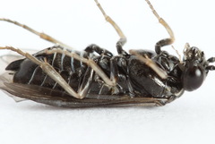 Periclista lineolata