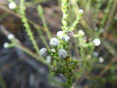 Phylica humilis