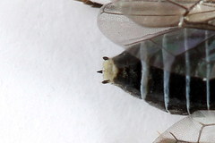 Periclista lineolata