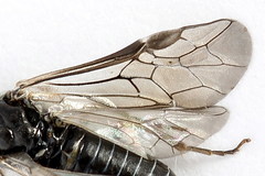 Periclista lineolata