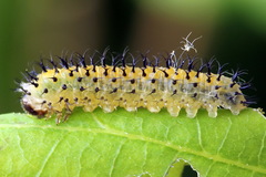 Periclista lineolata