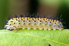 Periclista lineolata