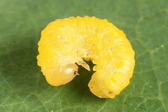 Periclista lineolata