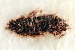 Periclista lineolata