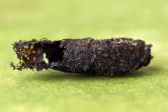 Periclista lineolata