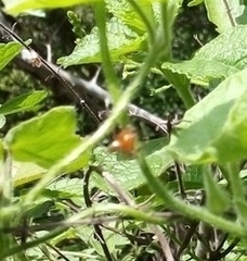 Oxyopes pallidecoloratus
