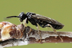 Periclista lineolata