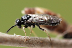 Periclista lineolata