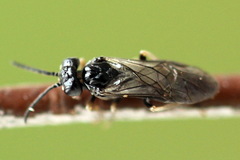 Periclista lineolata