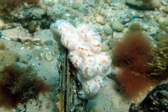 Aplidium opacum