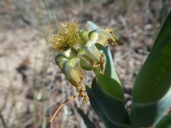 Ferraria variabilis