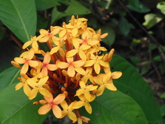 Ixora congesta