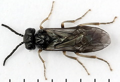 Periclista lineolata