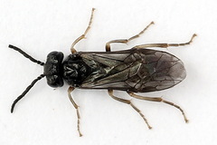 Periclista lineolata