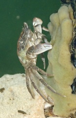 Hemigrapsus takanoi