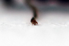 Periclista lineolata