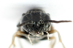 Periclista lineolata