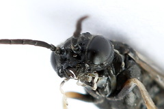 Periclista lineolata