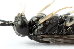 Periclista lineolata