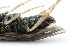 Periclista lineolata