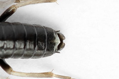 Periclista lineolata