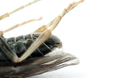 Periclista lineolata