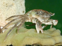 Hemigrapsus takanoi