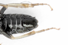Periclista lineolata