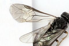 Periclista lineolata