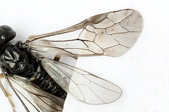 Periclista lineolata