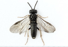 Periclista lineolata