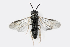 Periclista lineolata