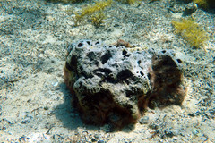 Psammocinia
