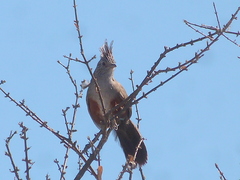 Rhinocrypta lanceolata