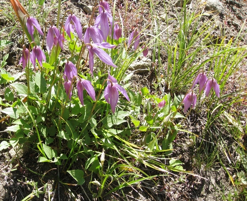 Clematis occidentalis var. dissecta