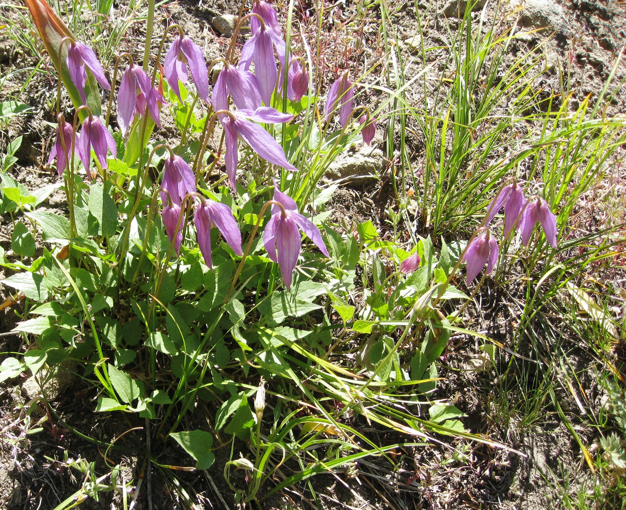 Clematis occidentalis var. dissecta